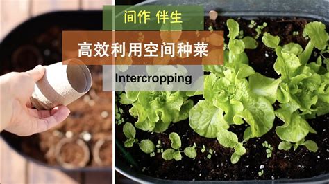 【间作、伴生】98•种植/空间有限，用一个小工具实现一个花盆种植4种菜，充分利用空间（Zone5、6）