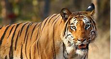 Tiger Image by How A Tiger Transforms Into A Eater Science News Tiger Image