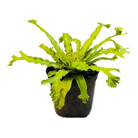 Asplenium Nidus Crissie Fern- Live Plant In 5 Inch Pot (Home & Garden ...