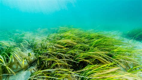 New maps revealing the extent of seagrass and saltmarsh habitats go live - Water Magazine