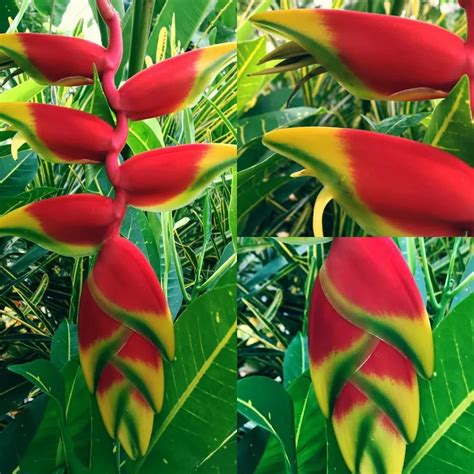 Growing the Lobster Claws Plant (Heliconia)