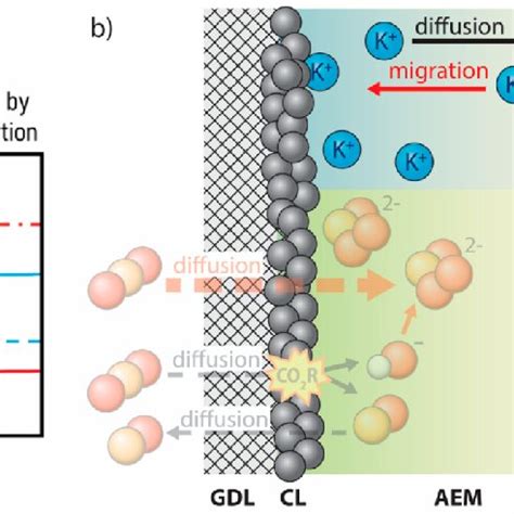 Image result for Concentration Gradient in Cathode