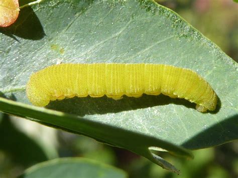 Large Orange Sulphur Phoebis agarithe (Boisduval, 1836) | Butterflies and Moths of North America
