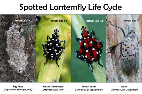 spotted lanternfly life cycle penn state - Theola Solano