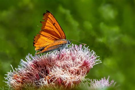 Image result for Simple Image of Butterfly Small Size
