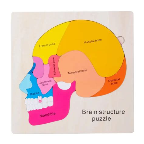 Brain Structure Puzzle – Eduspark Toys