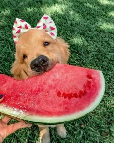 Adopt Me Cute Pets 的图像结果