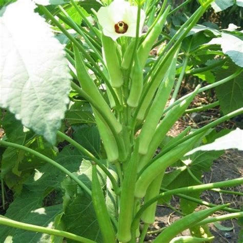 MKR Enterprises Red Okra Seed Price in India - Buy MKR Enterprises Red ...