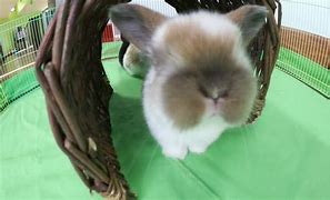 Image result for Cute Holland Lop Bunnies