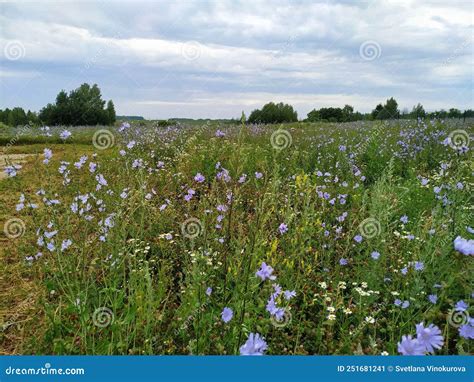 Margen De Campo Holandés Con Diversos Tipos De Plantas De Floración ...