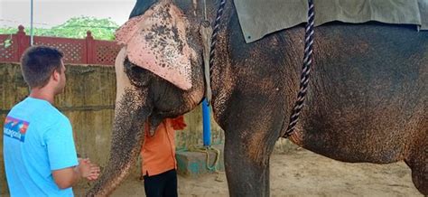 Ele Experience Farm (Jaipur) - 2021 What to Know Before You Go (with ...