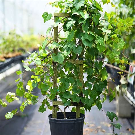 Grape Fruit (Vitis Vinifera) "Angoor Vine" - Plant – Lalit Enterprise