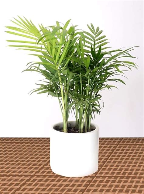 Guuchuu Enterprises Chamaedorea Mini Palm Indoor Live Plant In White ...