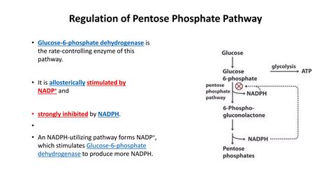 Pentose phosphate pathway | PPTX