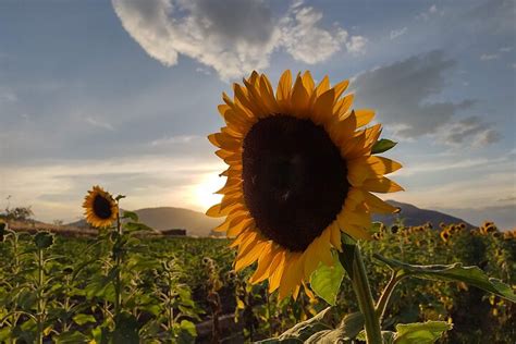 RANCHO SAN JUAN DIEGO- RECORRIDO DE GIRASOLES Y CEMPASÚCHIL (2026) All ...