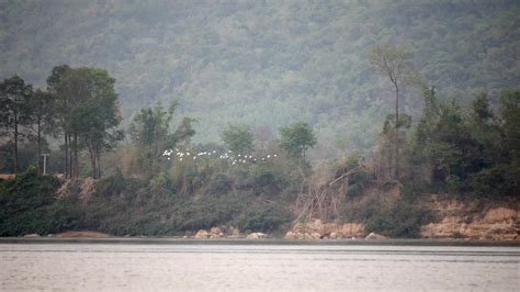 Flock of birds flying across the river, A flock of storks flying low ...