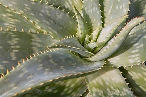 What Are The Different Types Of Aloe Vera Plants at Talitha Williams blog