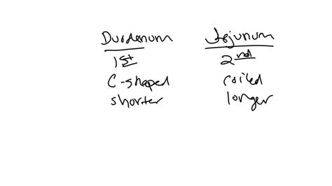 Image result for Duodenum vs Jejunum