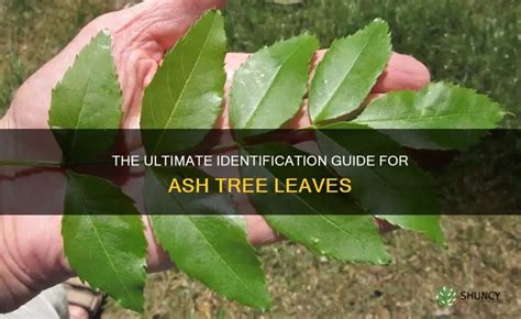 Ash Tree Identification Guide 的图像结果
