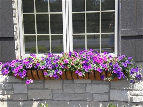 Best Flowers To Grow In A Window Box at Nate Deidre blog