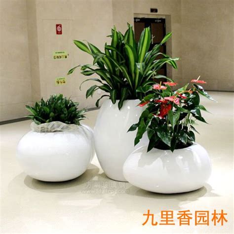 玻璃钢花盆植物三组合-广州植物租摆,广州花木租赁,广州盆栽出租