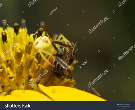 Predator Jumping Spider Predator Stock Photo 231887848 | Shutterstock