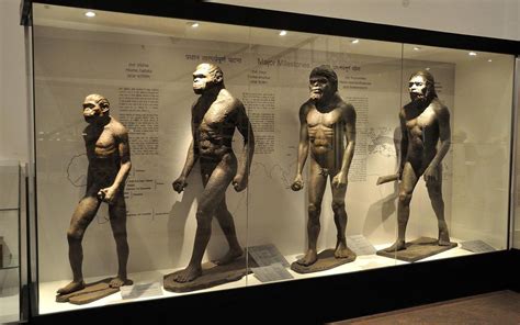 Ancient Human Evolution 的图像结果