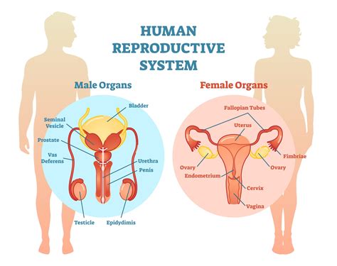Image result for Reproduction for Human