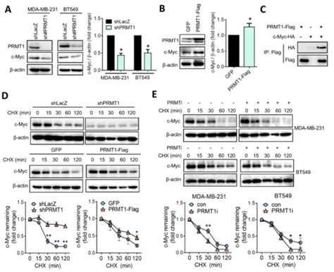 PRMT1 Confers Resistance to Olaparib via Modulating MYC Signaling in ...