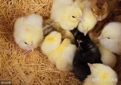现代肉种鸡育雏实际操作方法（一） – 知禽网