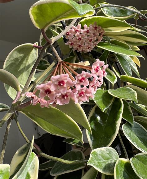 My first ever Hoya blooms. They indeed smell like chocolate! : r/houseplants