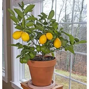 MVKR Live Kagzi Lemon Fruit Plant I With Growbag (Pac of 1 Plant ...