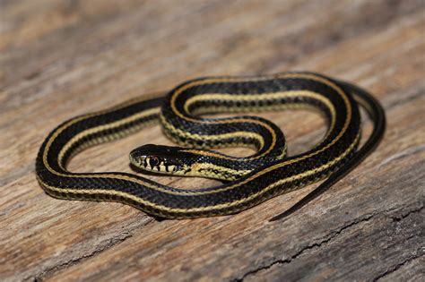 Plains Garter Snake Why The Garter Snake Is Your Garden's Best Friend