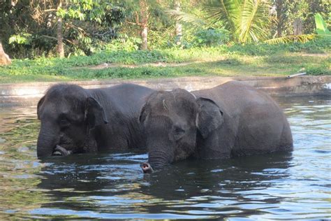 BALI ELEPHANT CAMP (2026) All You Need to Know BEFORE You Go (with ...