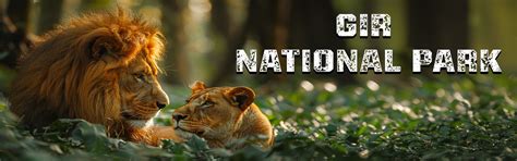 Gir National Park