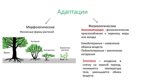 Пример морфологической адаптации