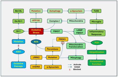 Oxidative Stress: Pathological Driver in Chronic Neurodegenerative Diseases