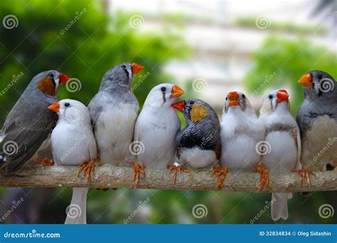 Group Of Zebra Finch Birds Stock Images - Image: 32834834