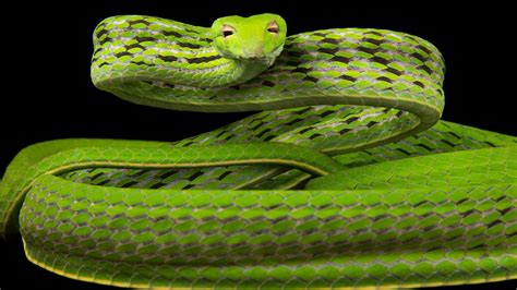 Snake and Ladder Game Using Node.js 的图像结果