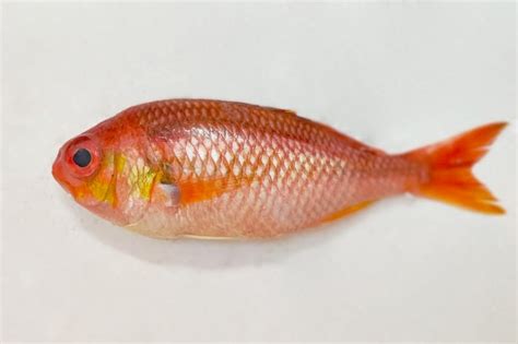 Image result for Tropical Snapper