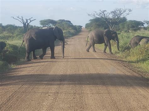 ADVENTURE STYLE TANZANIA-TOURS AND SAFARIS (2026) All You SHOULD Know ...