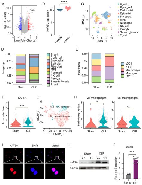 Lysine Acetyltransferase 6A Drives M1 Macrophage Polarization Through ...