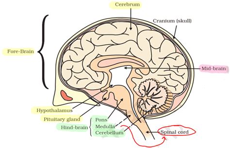 Image result for Control and Coordination Class 12