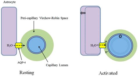 Aquaporin-4 Functionality and Virchow-Robin Space Water Dynamics ...