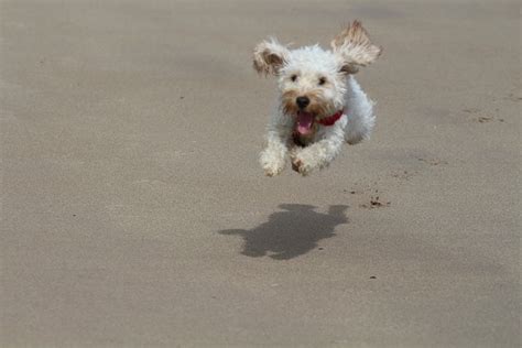 Maxi Cockapoo 的图像结果