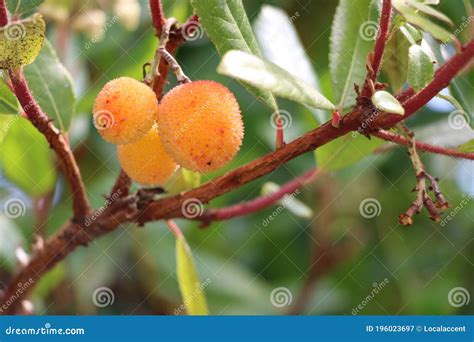 Beautiful Round, Yellow Fruit on a Manzanita Tree, Northern California ...
