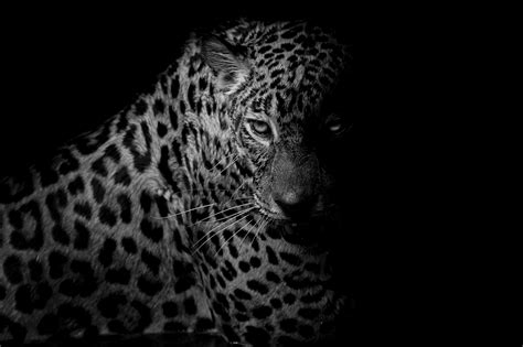 Stunning Black & White Leopard HD Wallpaper