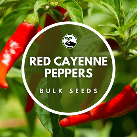 Red Cayenne Peppers - Bulk Deals - Simply African Seed Company
