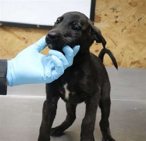 Dutch Shepherd puppy