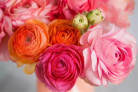 Are ranunculus perennials UK - Google Search | Ranunculus flowers ...
